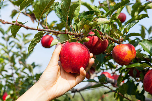 Apples: 9 facts you didn't know!