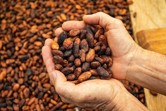 Cocoa cultivation
