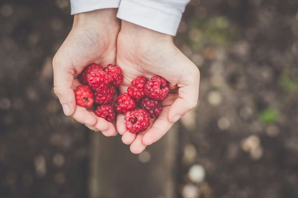 Eine Person hält eine Handvoll frischer Himbeeren in ihren hohlen Händen, der Hintergrund ist leicht unscharf.